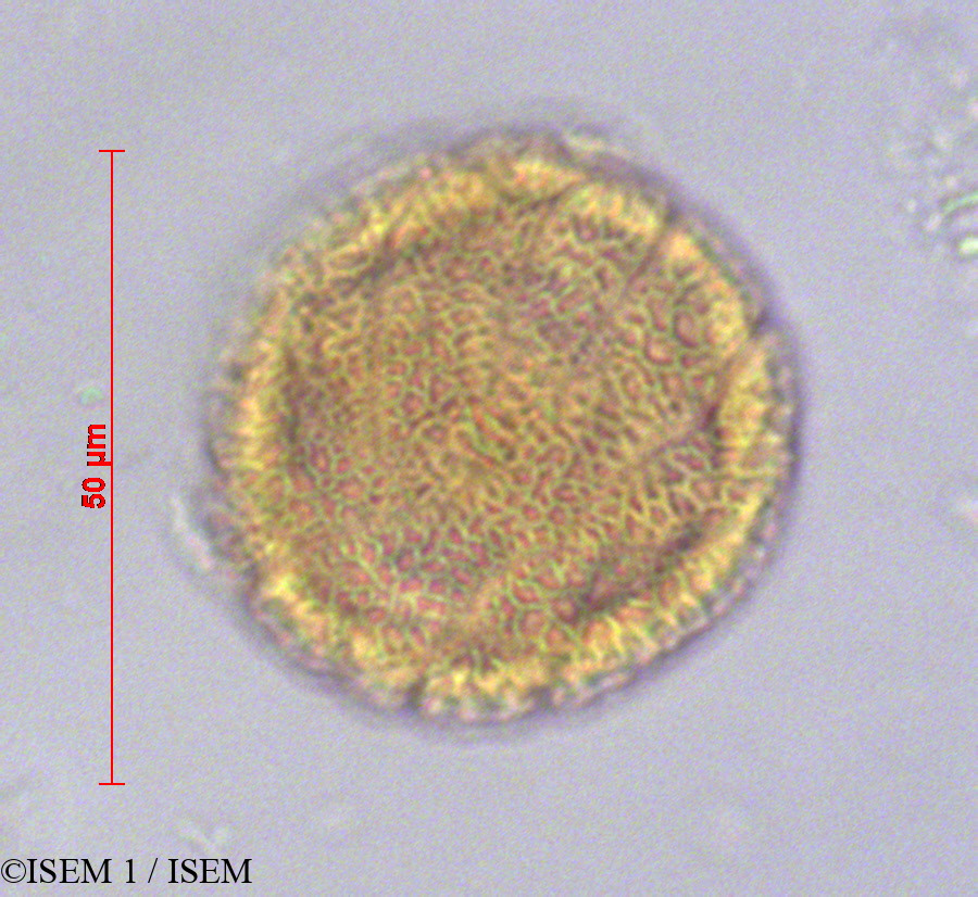 ISEM 1/Passiflora_punctata_22385/Passiflora_punctata_22385_0001(copy).jpg